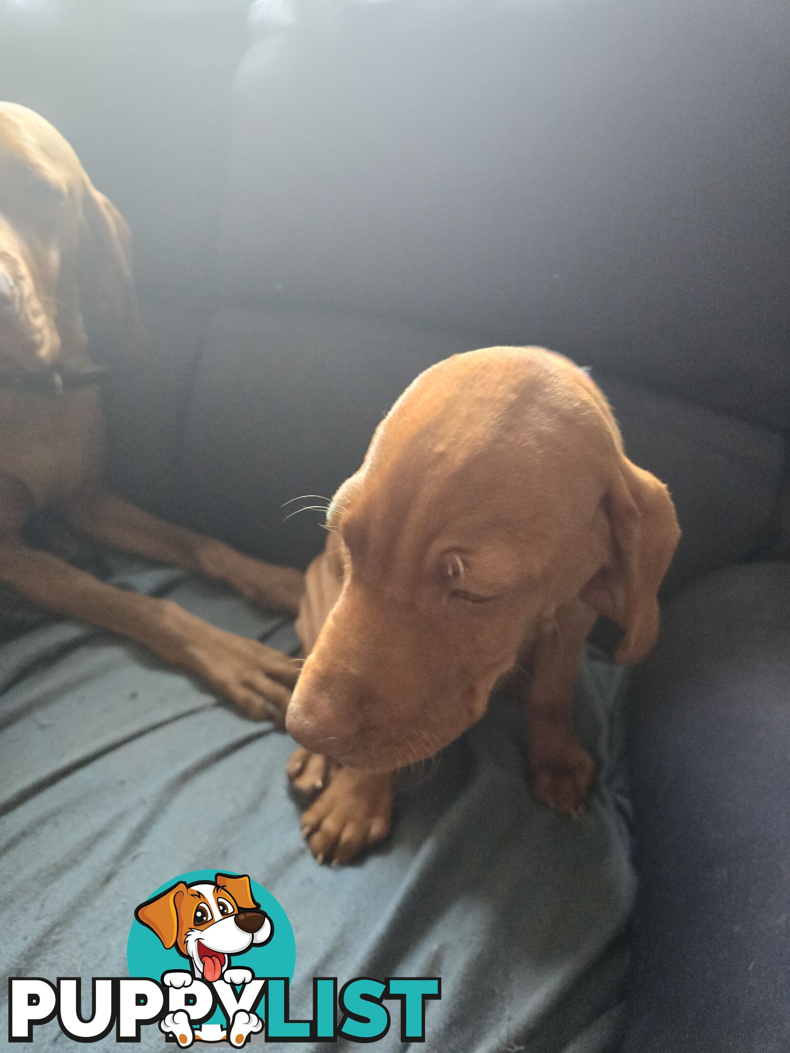 Hungarian Vizsla Puppies