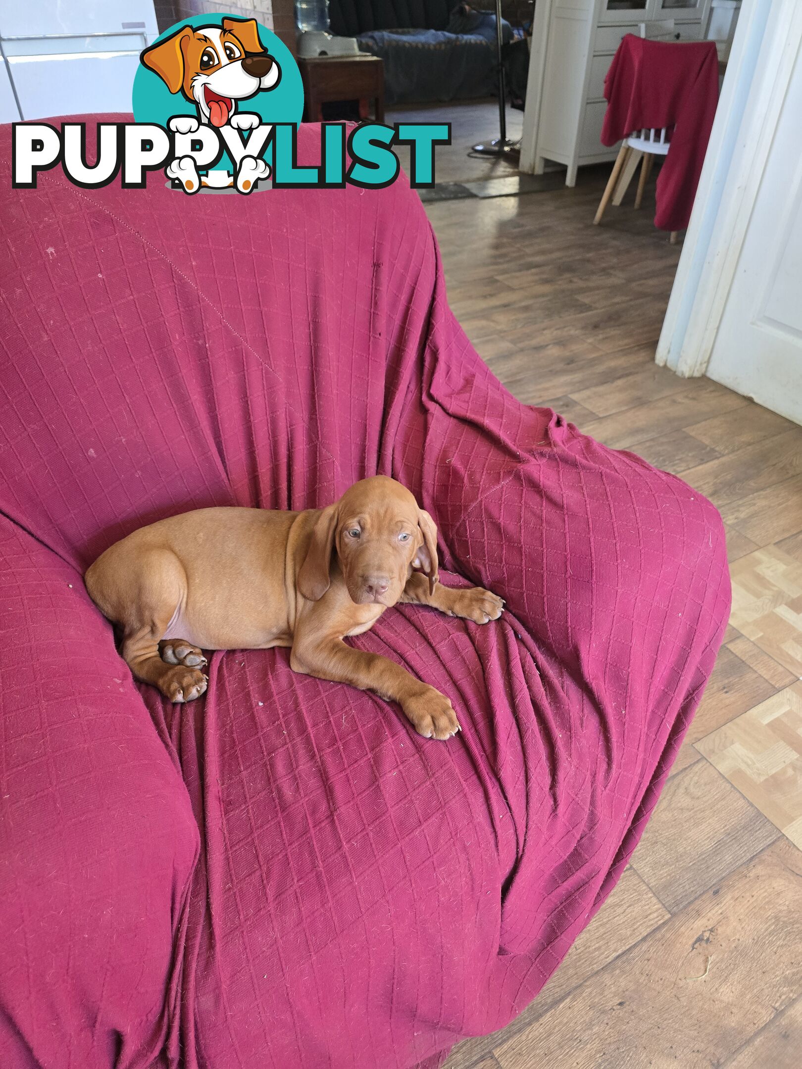 Hungarian Vizsla Puppies