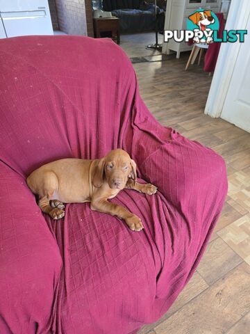 Hungarian Vizsla Puppies