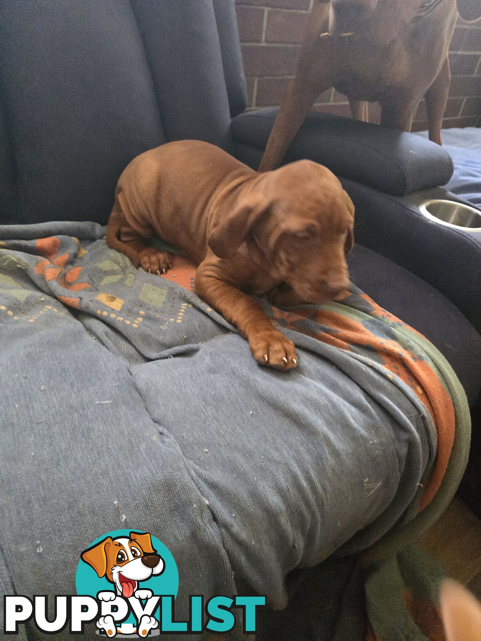Hungarian Vizsla Puppies