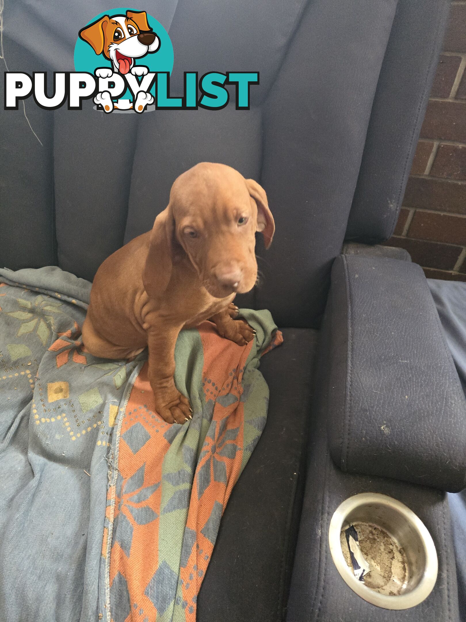 Hungarian Vizsla Puppies