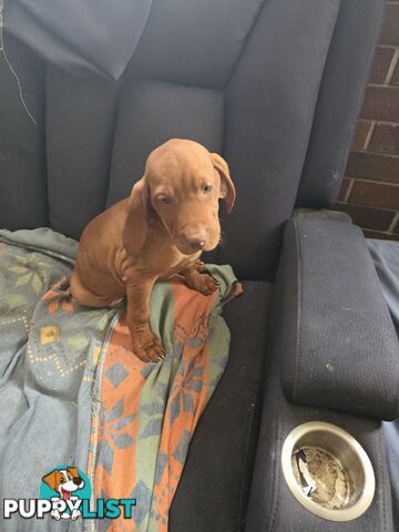 Hungarian Vizsla Puppies
