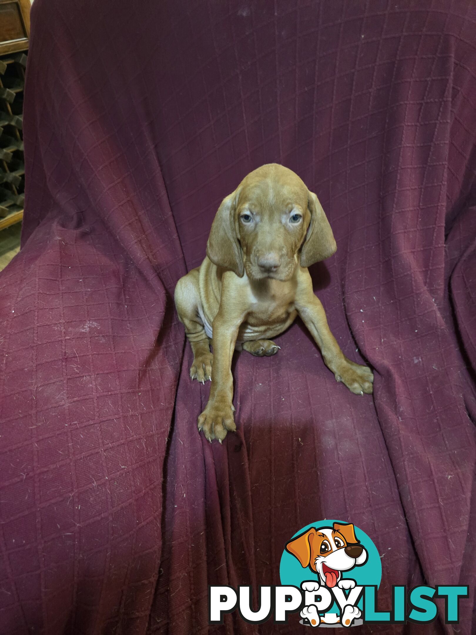 Hungarian Vizsla Puppies
