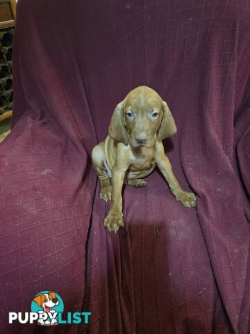 Hungarian Vizsla Puppies