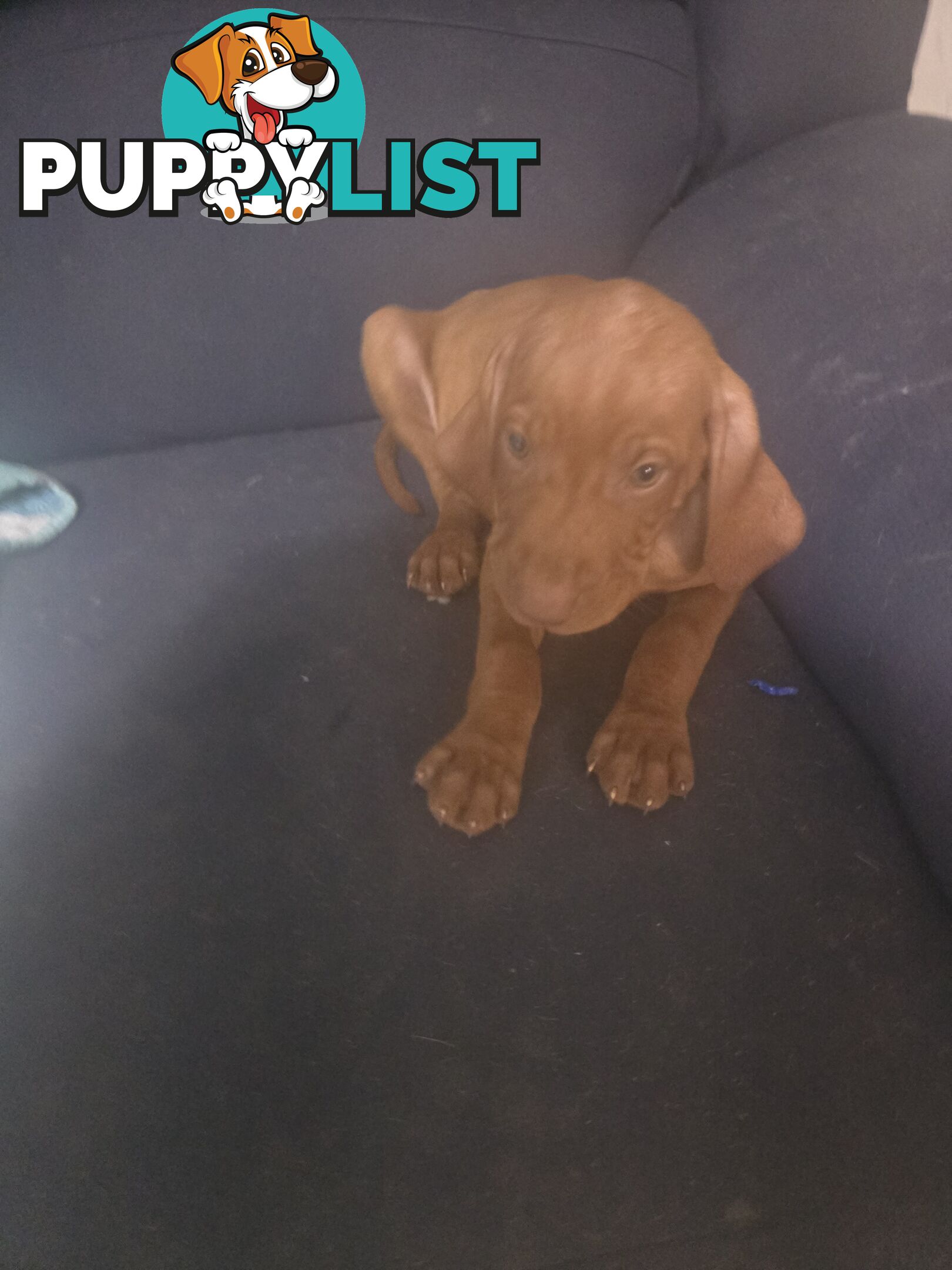 Hungarian Vizsla Puppies