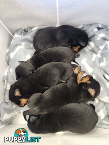 Purebred American Rottweilers