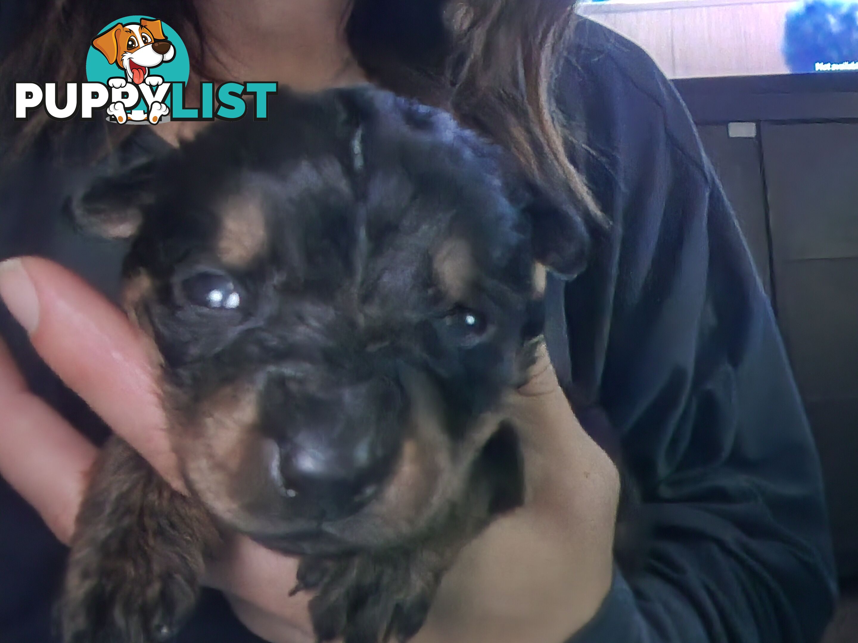 Purebred American Rottweilers