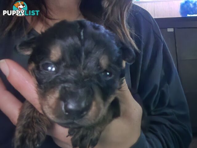 Purebred American Rottweilers