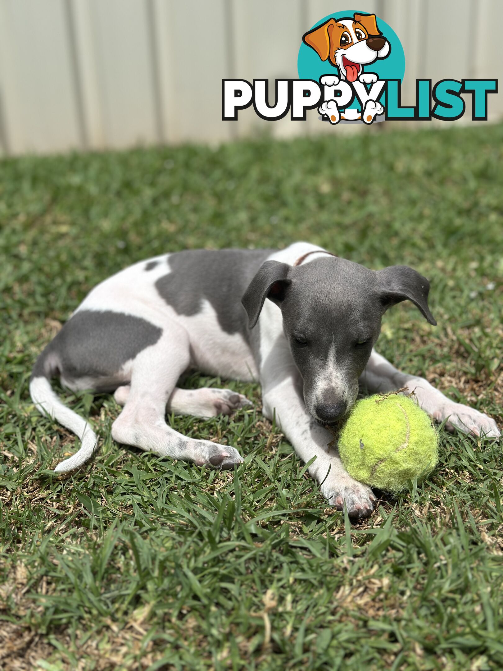 Beautiful Whippet Puppies