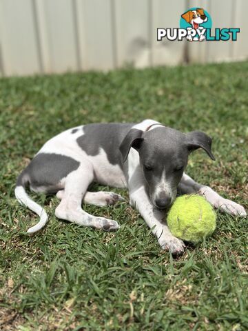 Beautiful Whippet Puppies