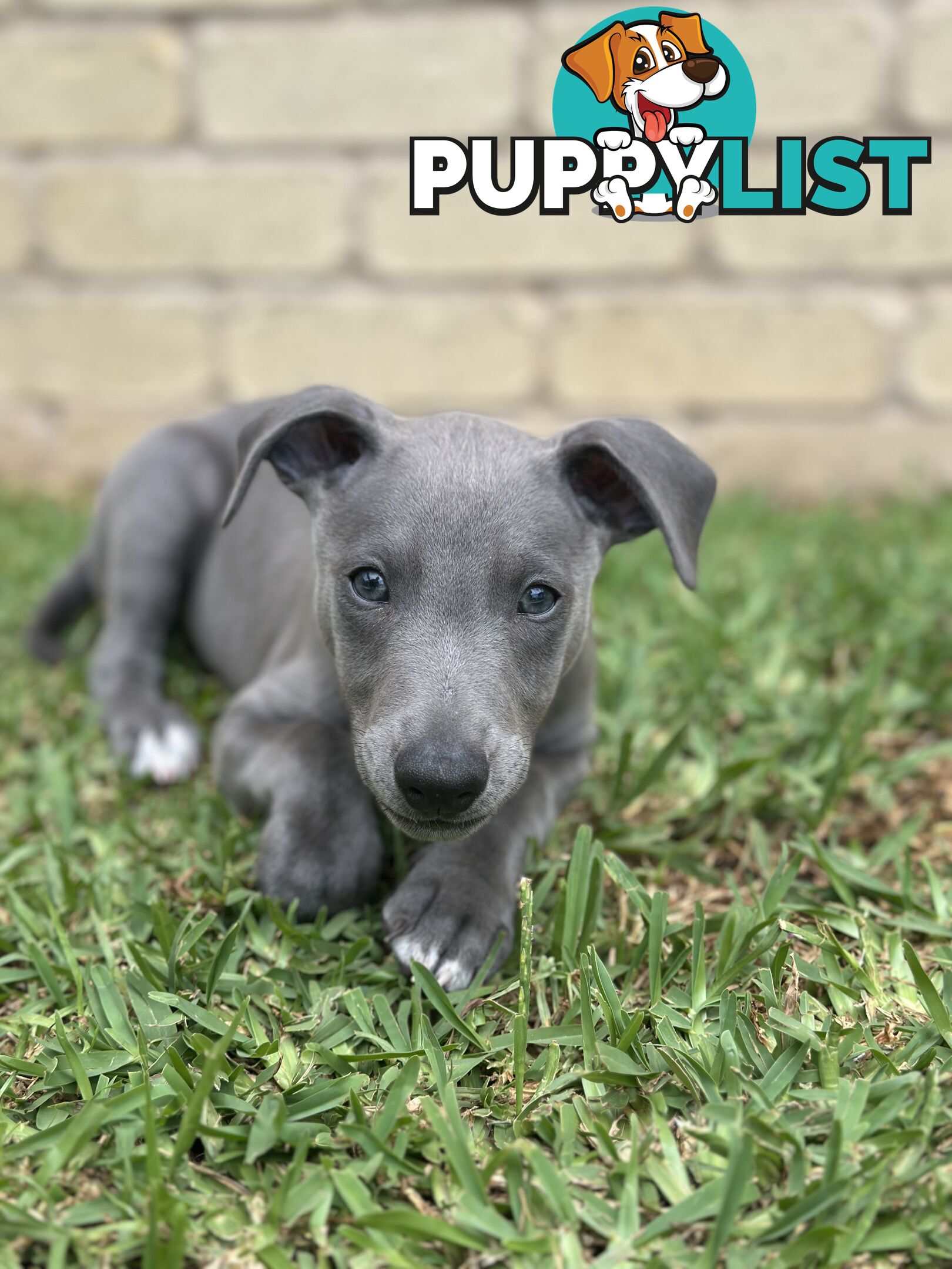 Beautiful Whippet Puppies