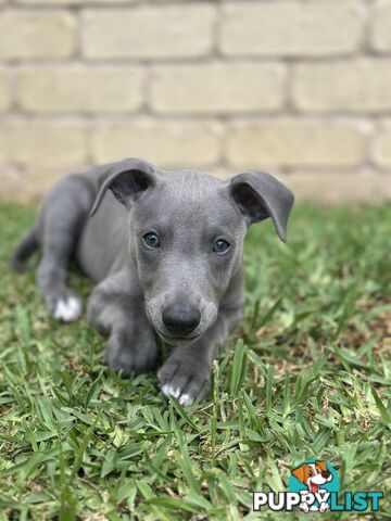 Beautiful Whippet Puppies