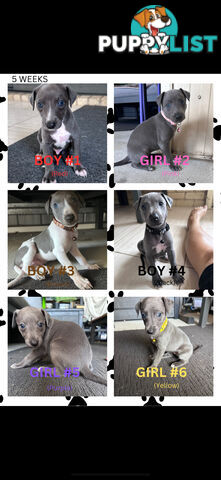 Beautiful Whippet Puppies