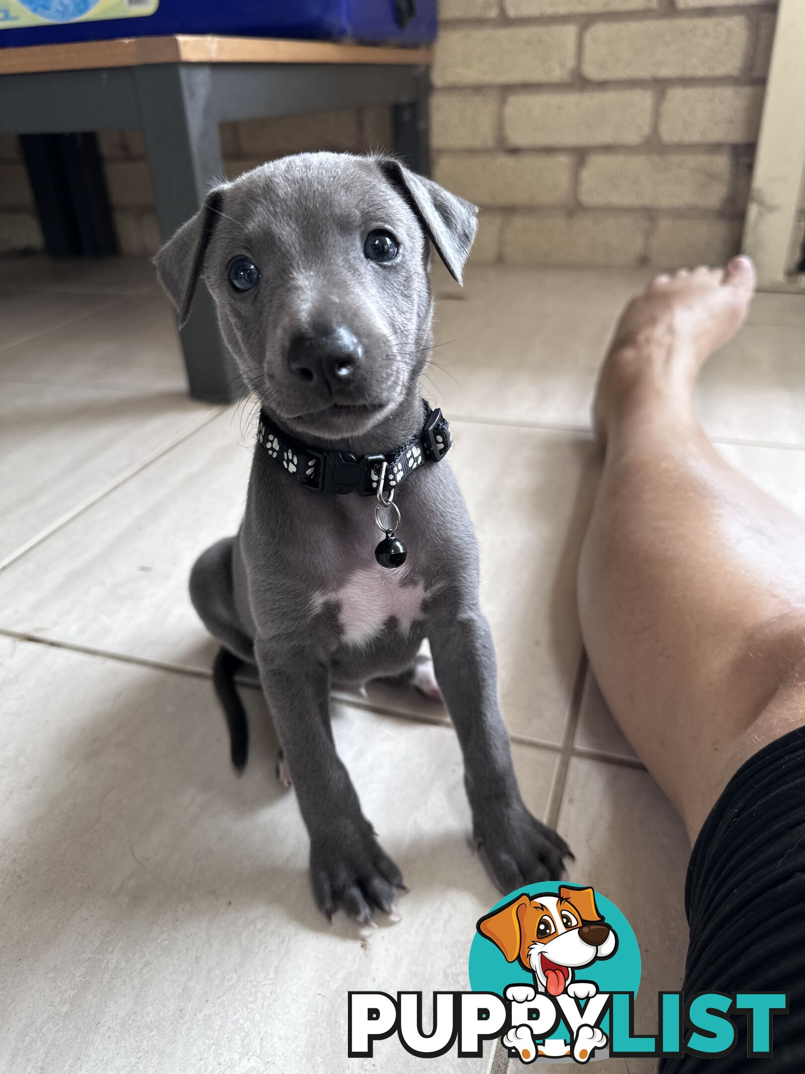 Beautiful Whippet Puppies