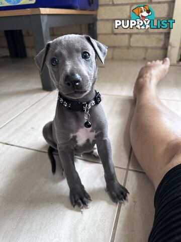 Beautiful Whippet Puppies