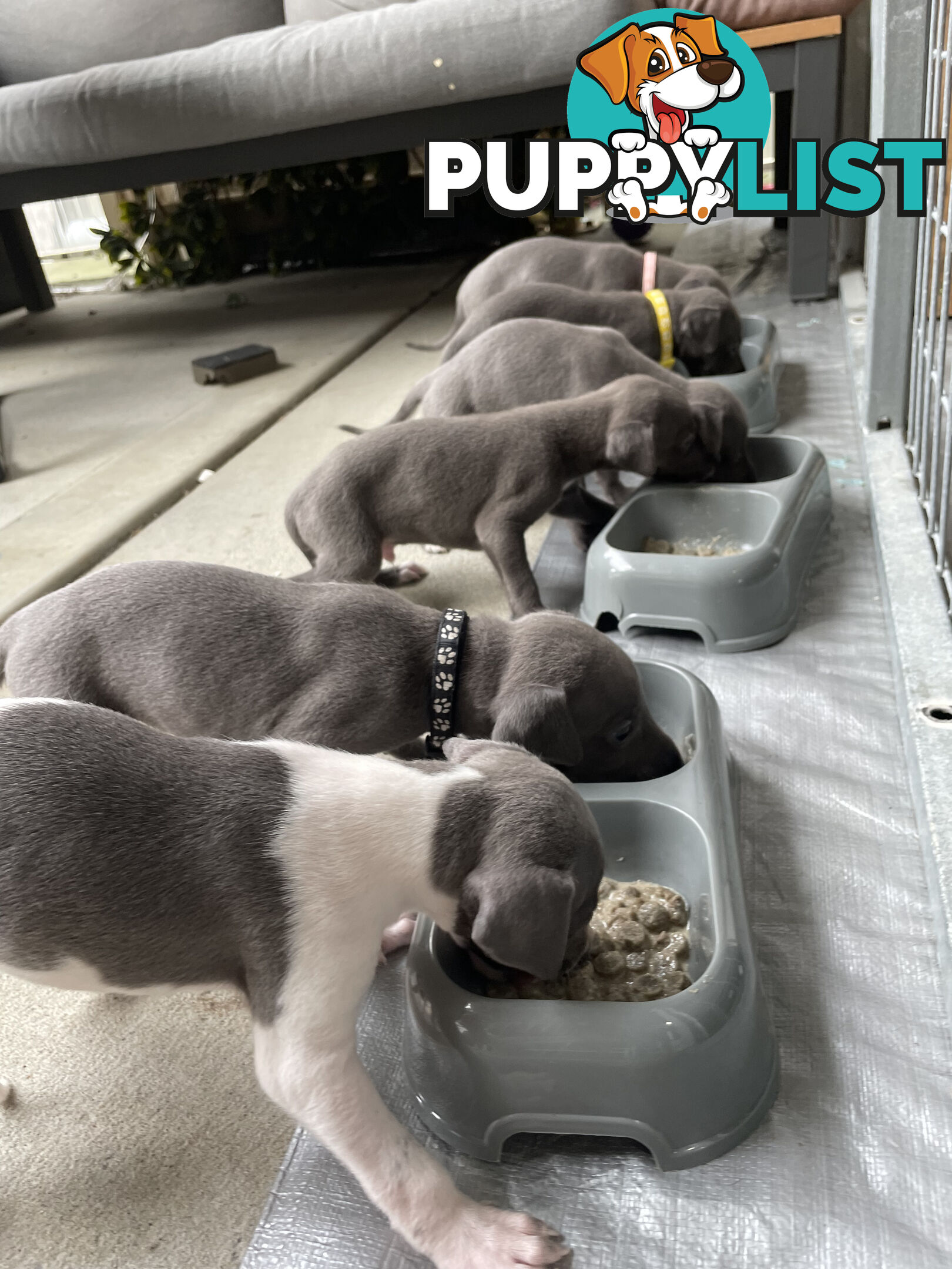 Beautiful Whippet Puppies