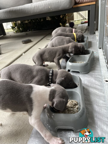 Beautiful Whippet Puppies