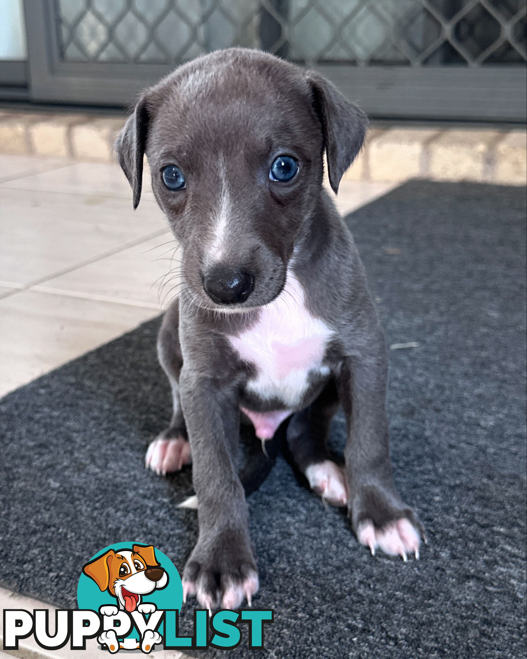 Beautiful Whippet Puppies