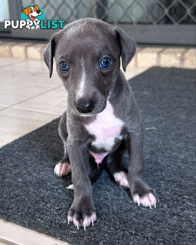 Beautiful Whippet Puppies