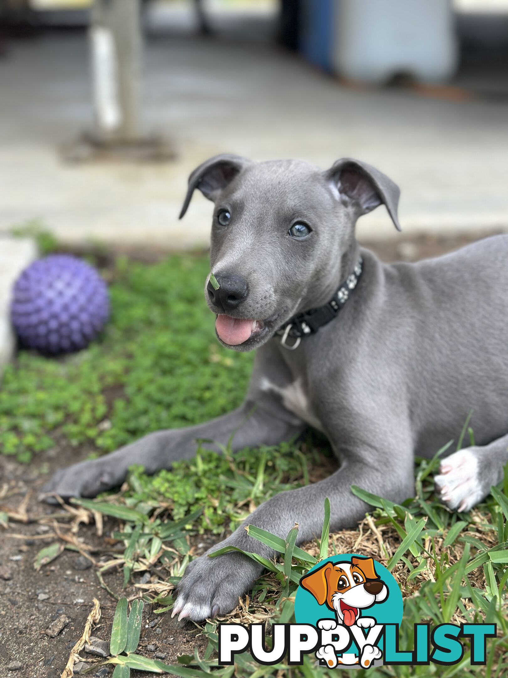 Beautiful Whippet Puppies