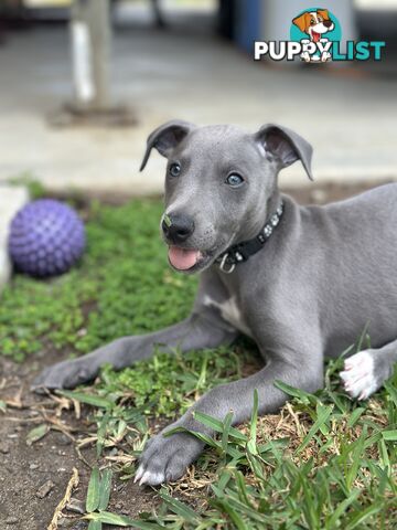 Beautiful Whippet Puppies