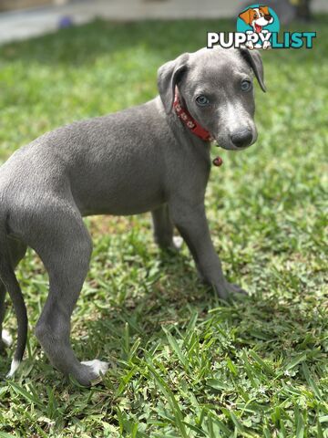 Beautiful Whippet Puppies