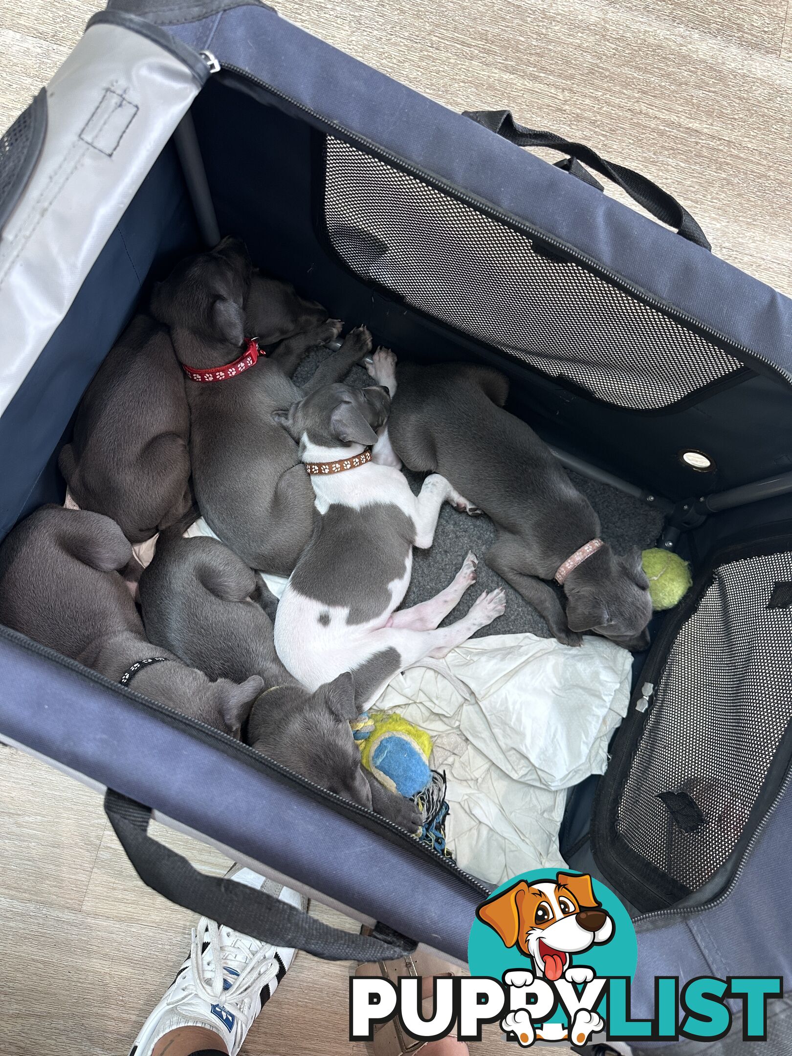 Beautiful Whippet Puppies