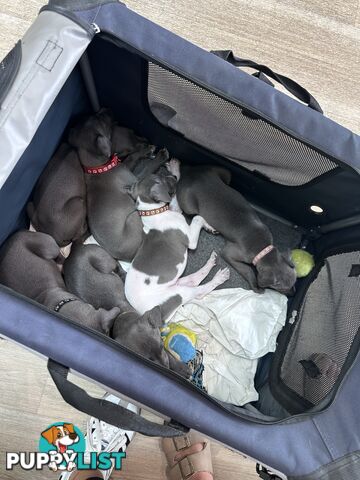 Beautiful Whippet Puppies