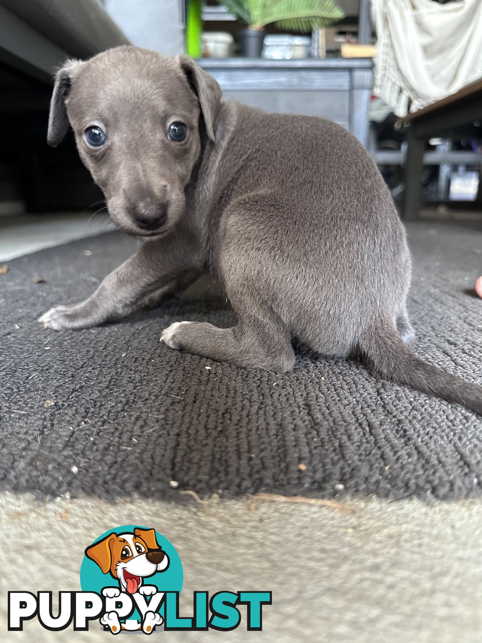 Beautiful Whippet Puppies