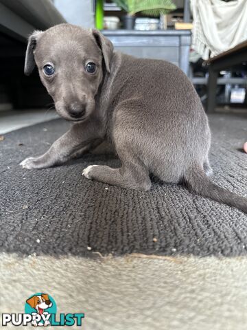 Beautiful Whippet Puppies