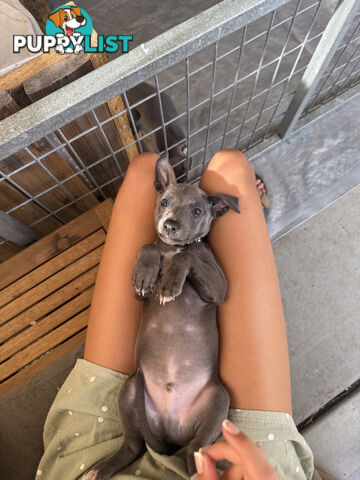 Beautiful Whippet Puppies