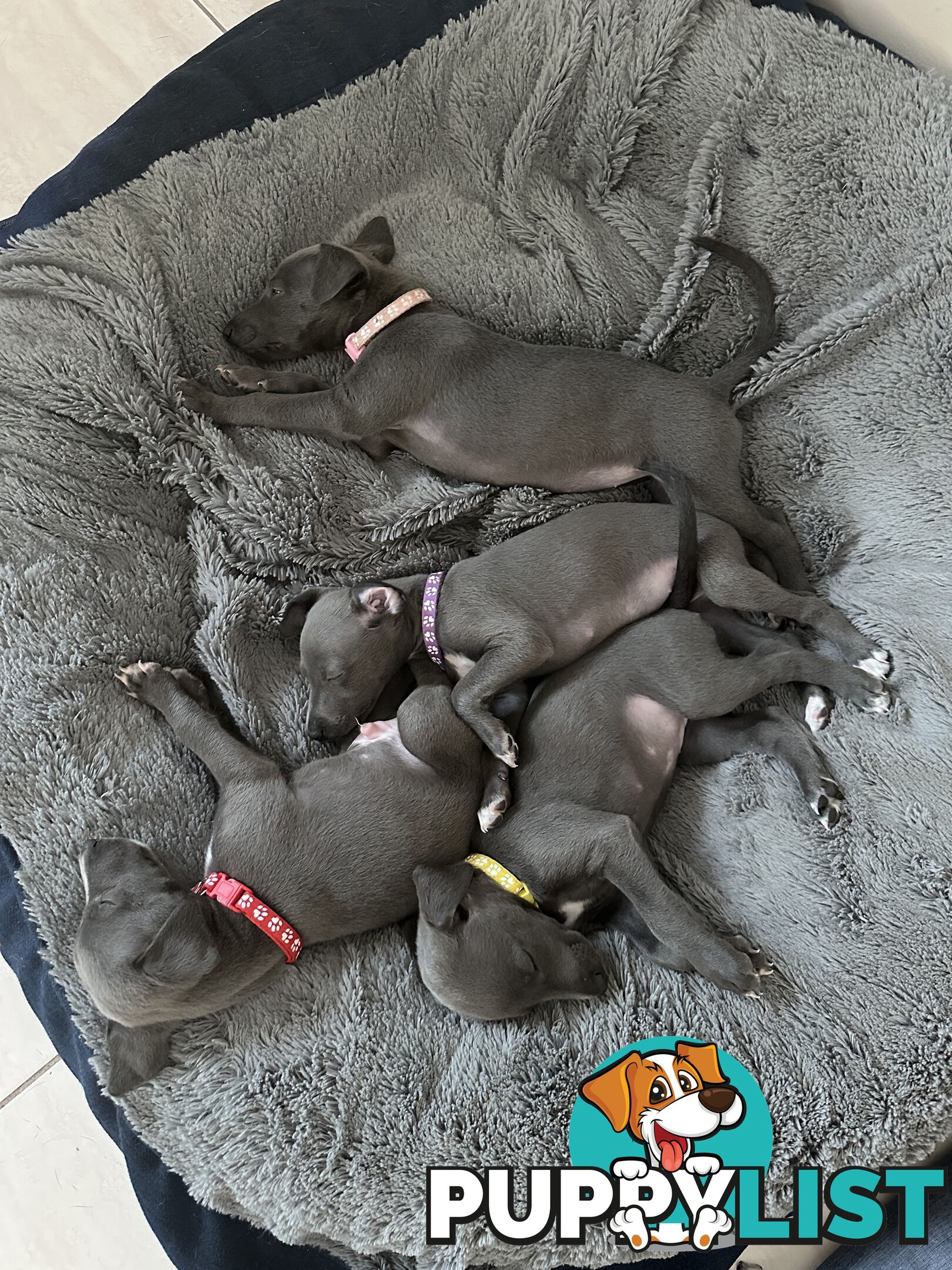 Beautiful Whippet Puppies