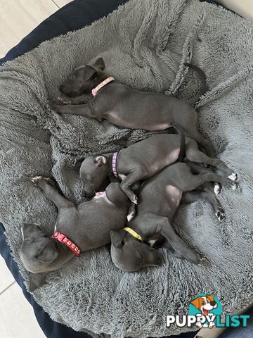 Beautiful Whippet Puppies