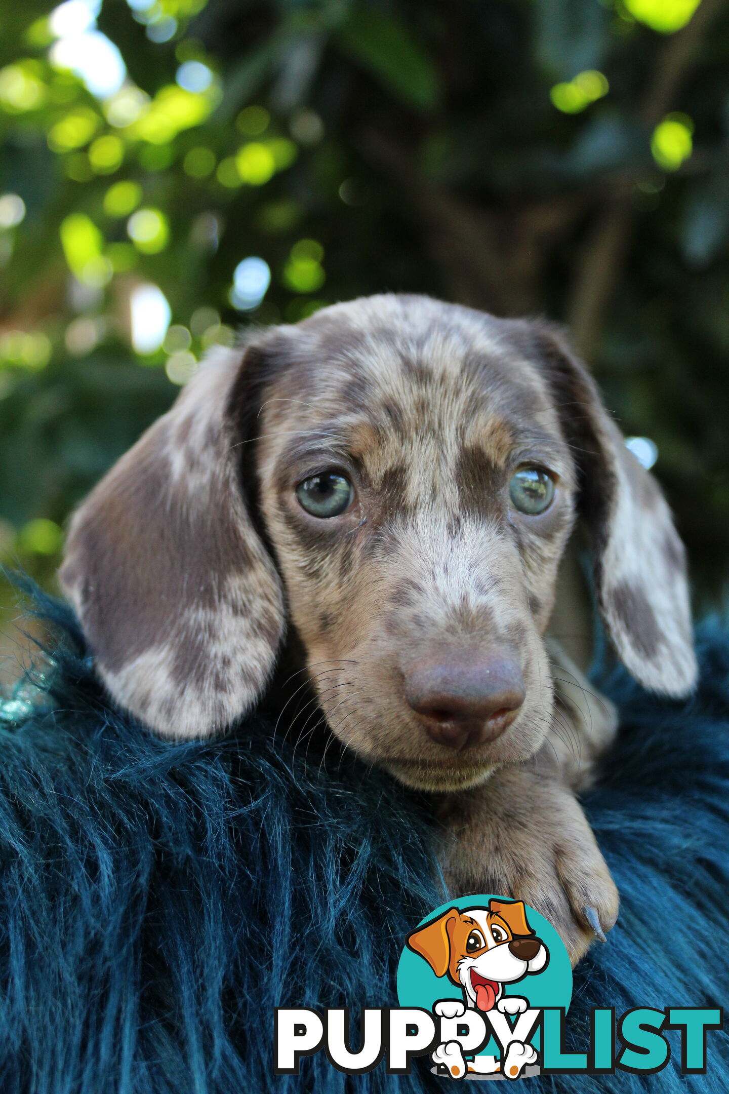 Chocolate Dapple Miniature Dachshund