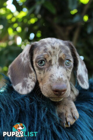 Chocolate Dapple Miniature Dachshund