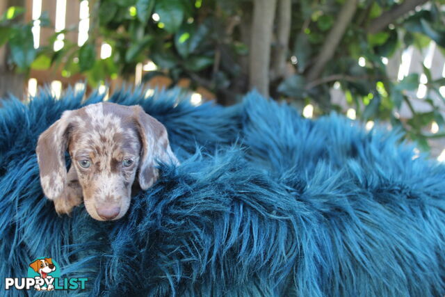 Chocolate Dapple Miniature Dachshund