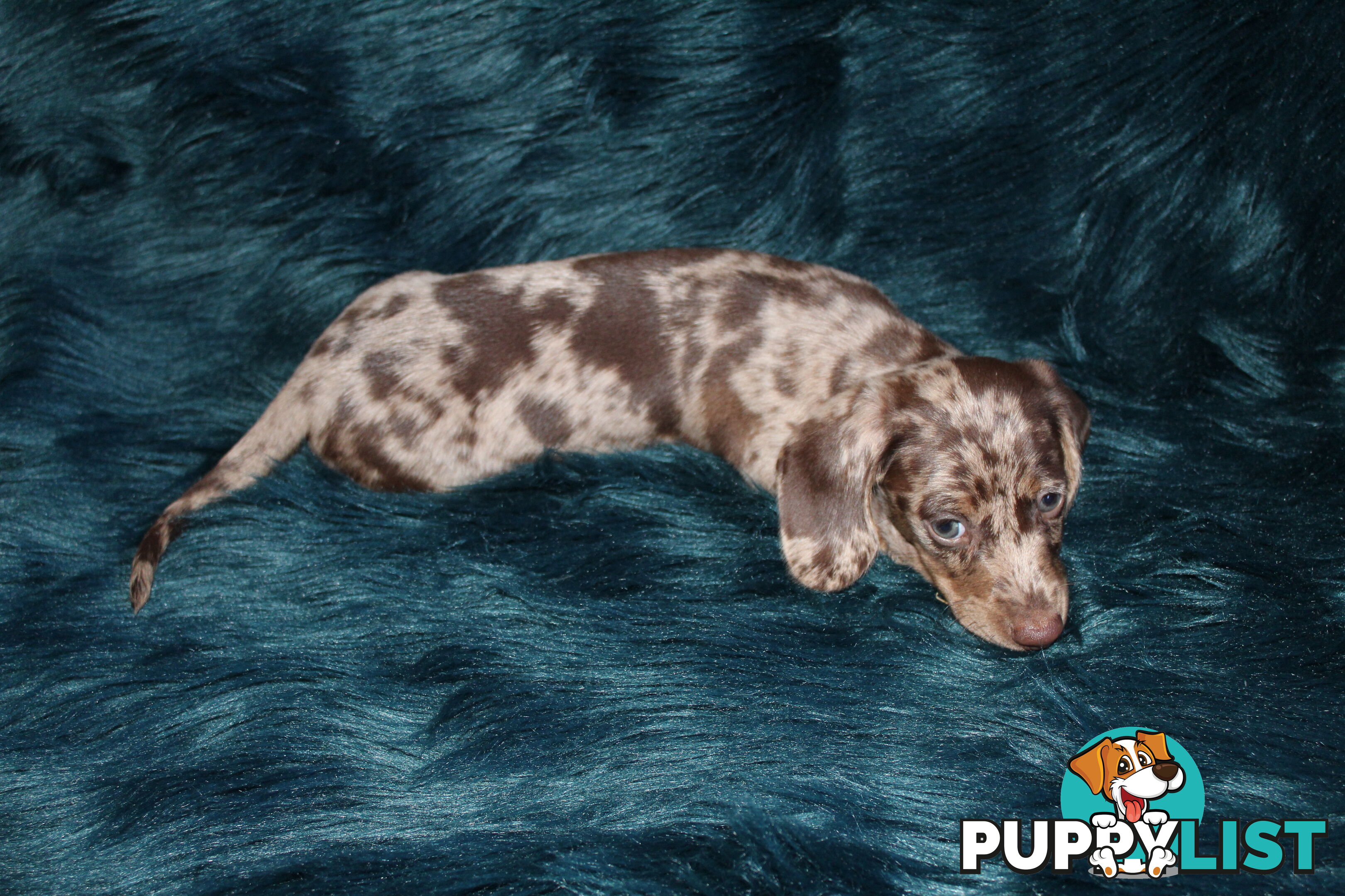 Chocolate Dapple Miniature Dachshund