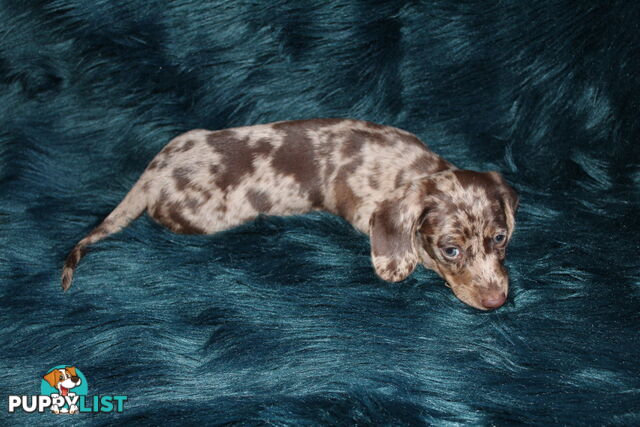 Chocolate Dapple Miniature Dachshund