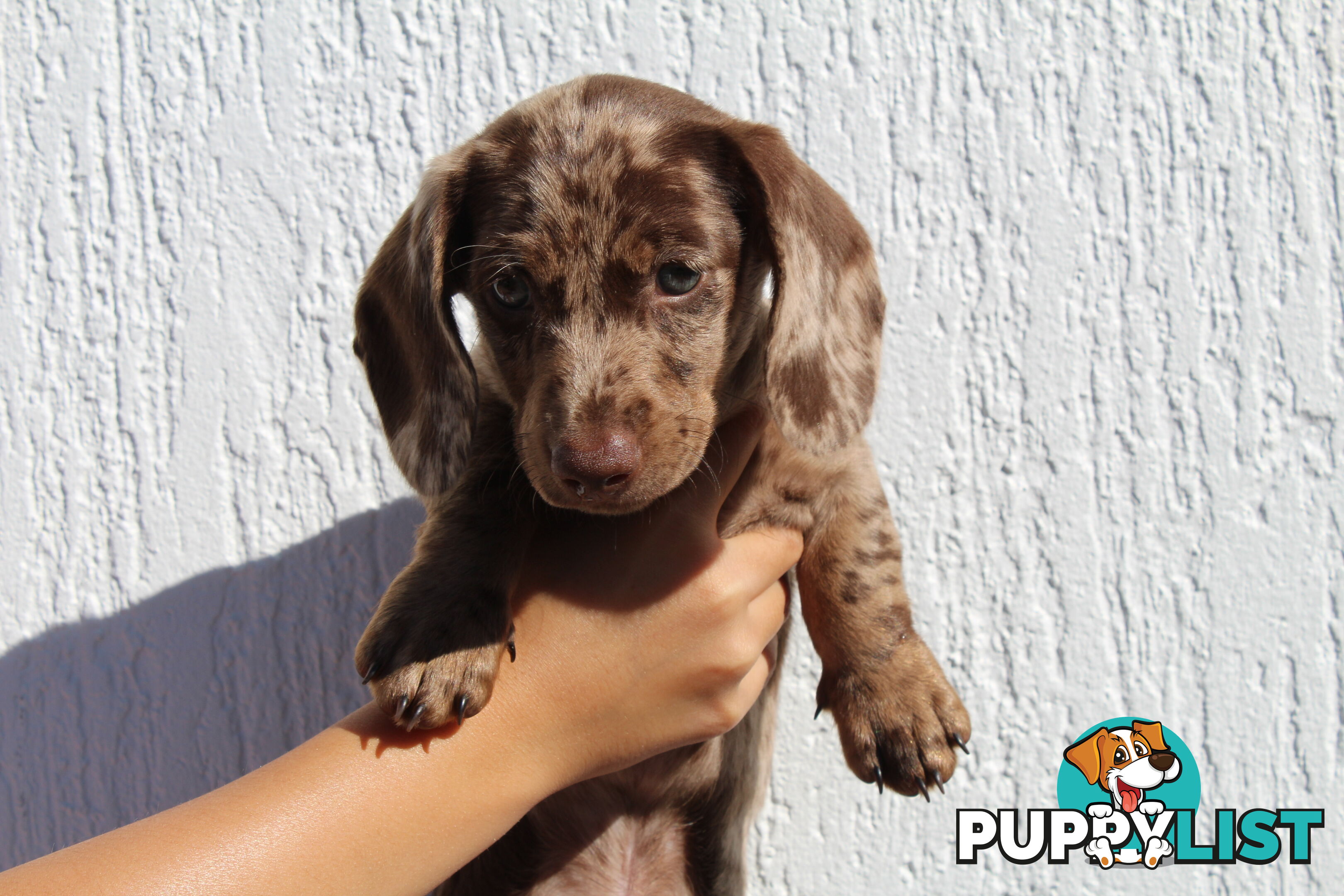 Chocolate Dapple Miniature Dachshund