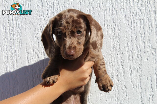 Chocolate Dapple Miniature Dachshund
