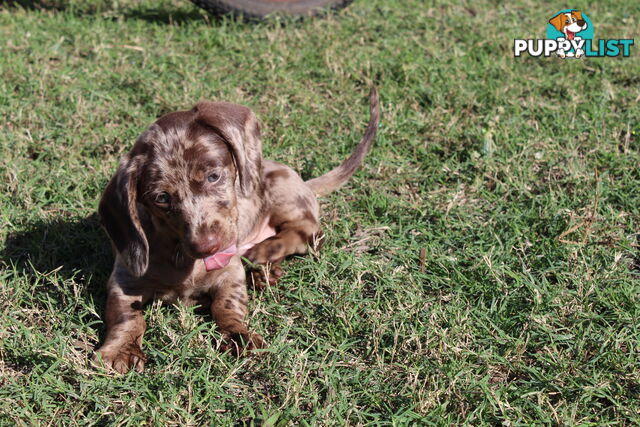 Chocolate Dapple Miniature Dachshund
