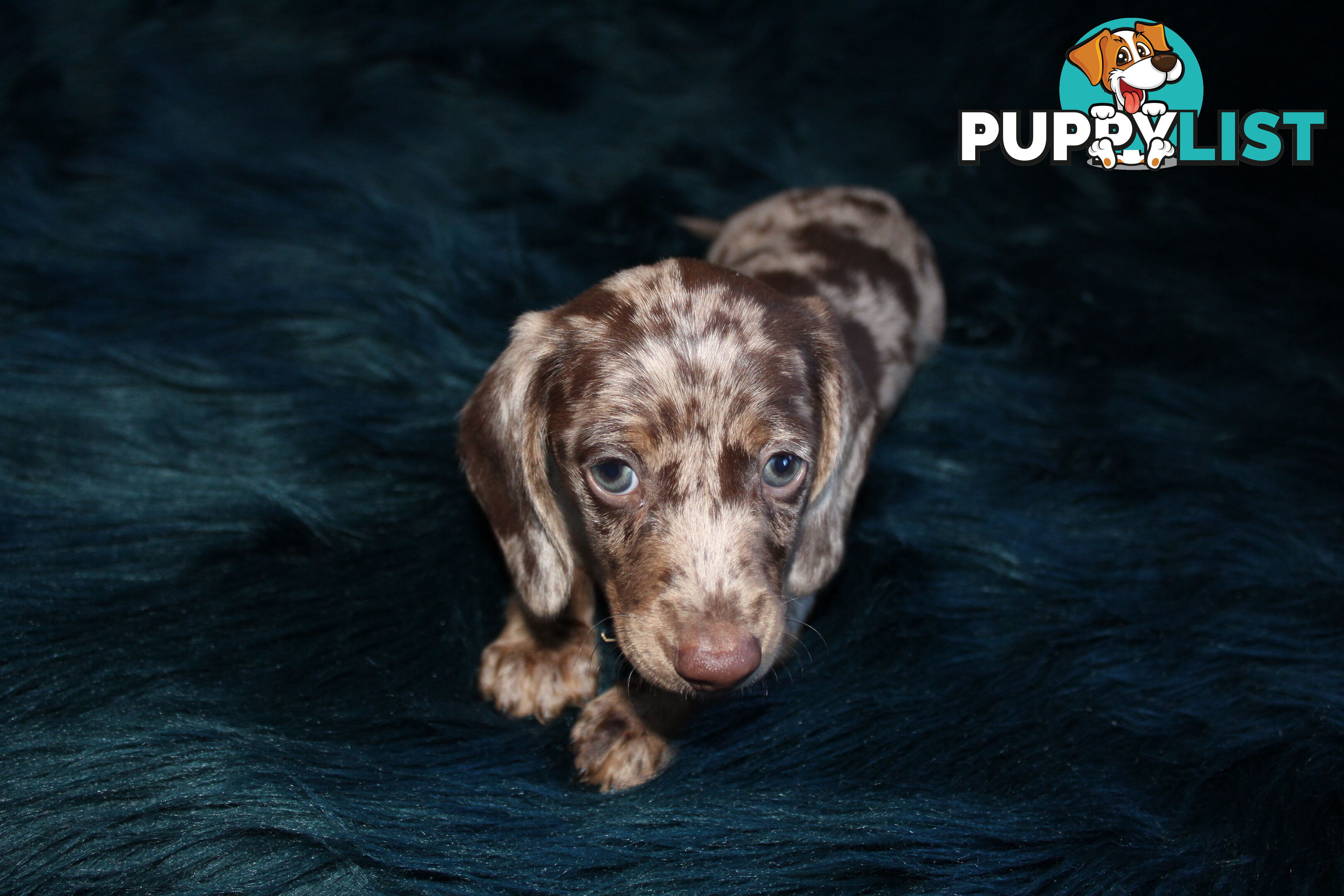 Chocolate Dapple Miniature Dachshund