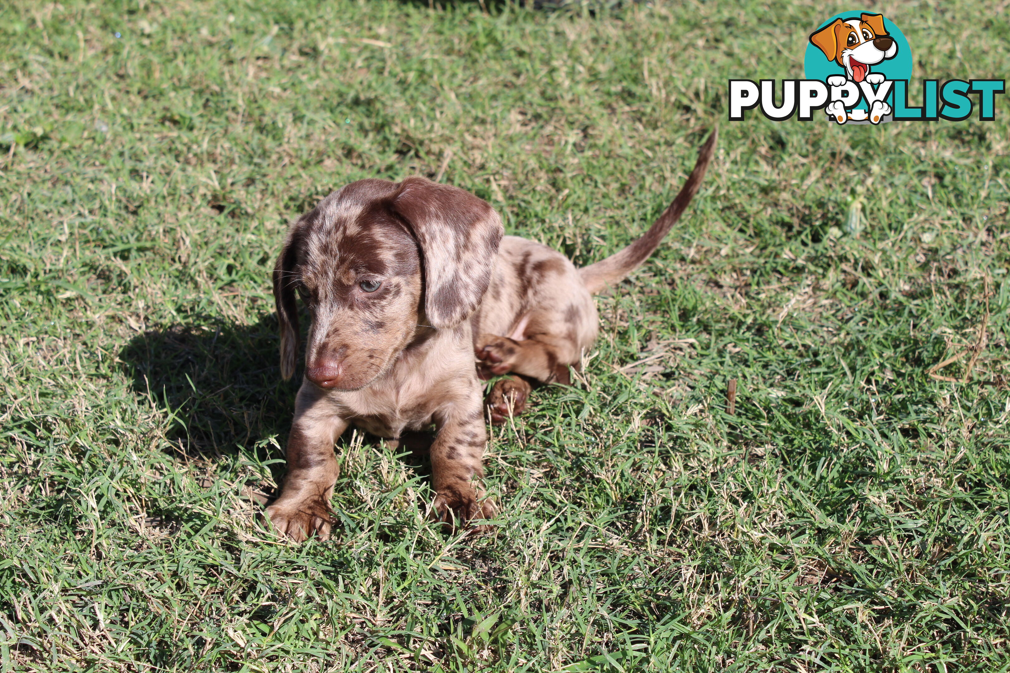 Chocolate Dapple Miniature Dachshund
