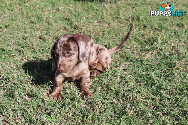 Chocolate Dapple Miniature Dachshund