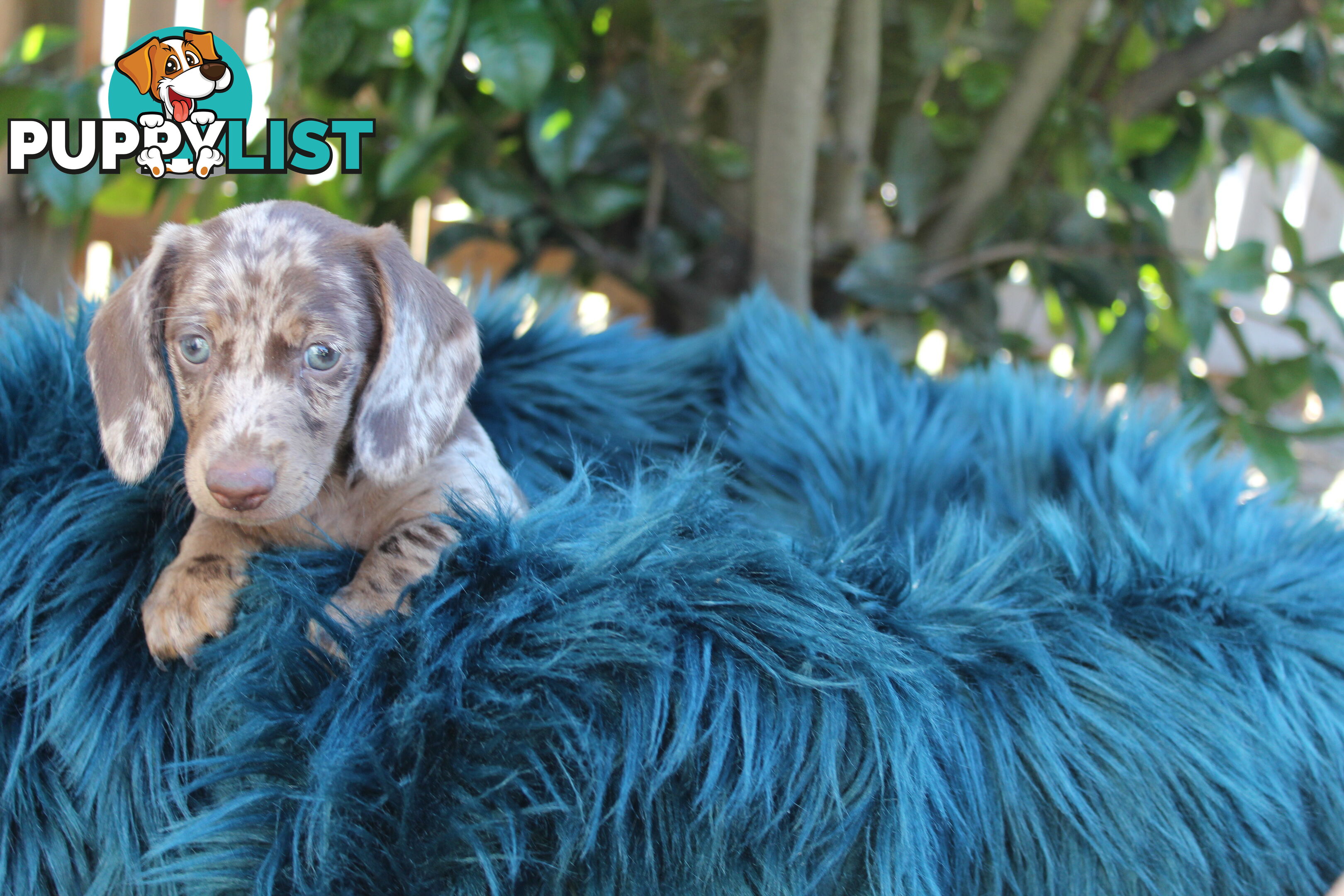 Chocolate Dapple Miniature Dachshund