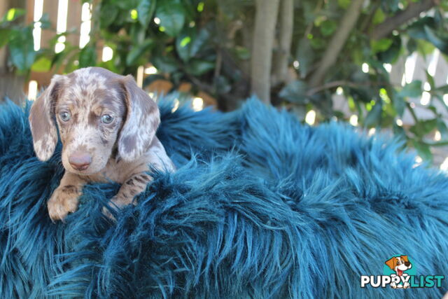 Chocolate Dapple Miniature Dachshund