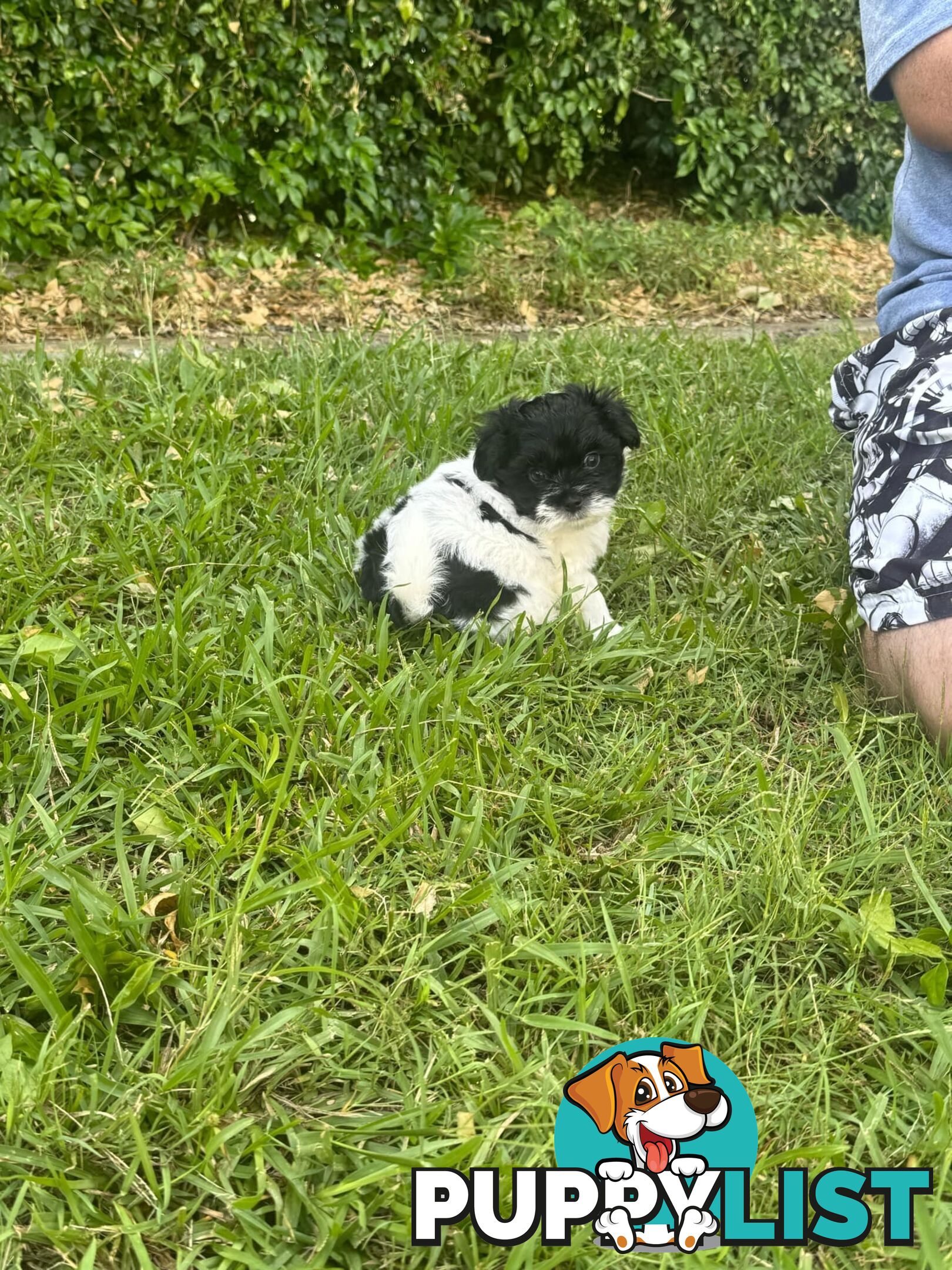 Maltese x Shih Tzu Puppies available now! 1B &amp; 1G