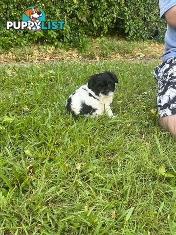 Maltese x Shih Tzu Puppies available now! 1B &amp; 1G