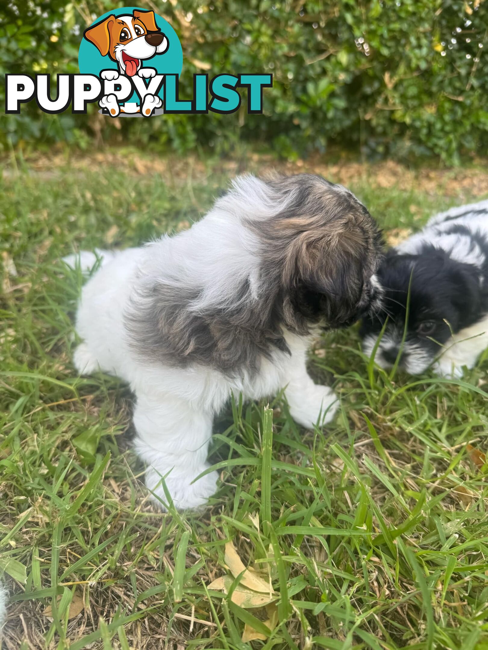 Maltese x Shih Tzu Puppies available now! 1B &amp; 1G