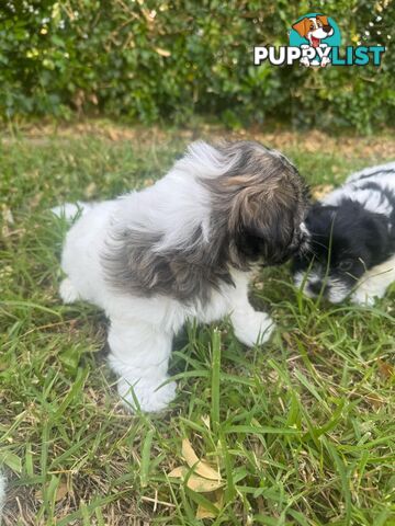 Maltese x Shih Tzu Puppies available now! 1B &amp; 1G